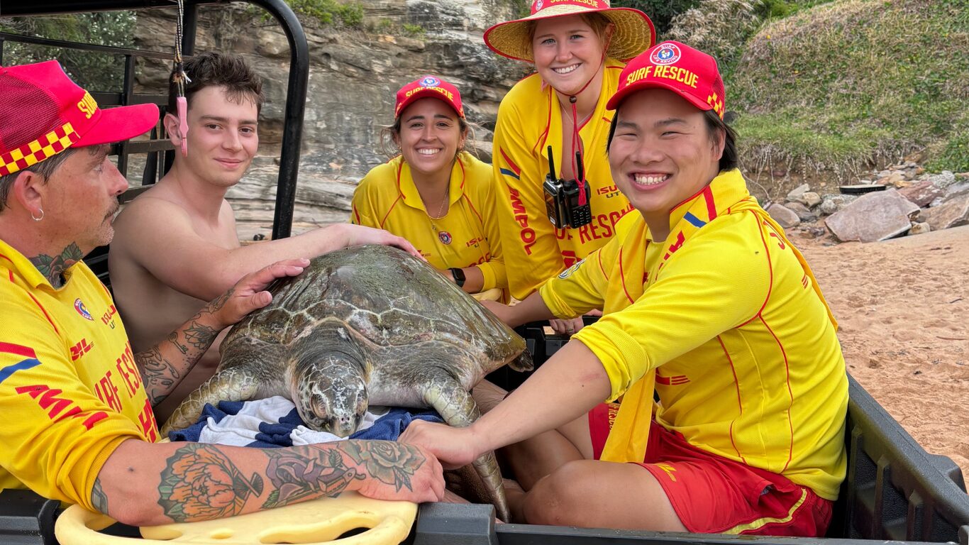 A Turtle-y Awesome Rescue on Sydney’s Northern Beaches